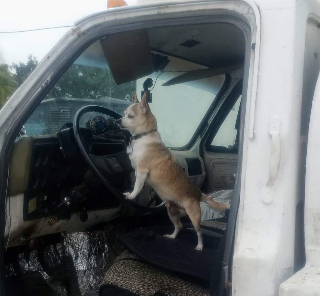 Chihuahuas can drive
